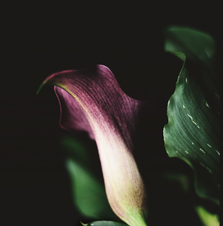 Calla Lily and Leaves On Film Copyright Bret Doss Visual Media Strategy