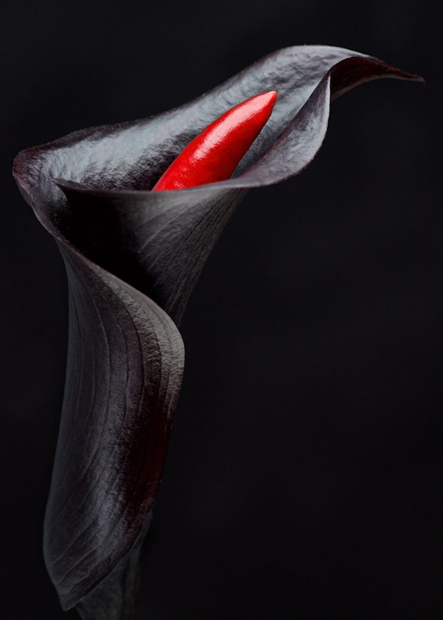 Black Calla with Red Chili Pepper Copyright Bret Doss Visual Media Strategy